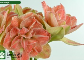 hippeastrum Exnym (2)